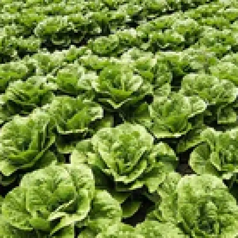 Ooty Fresh English, Chinese, Exotic Vegetables from Ooty to Your Table - Farm-Fresh Delights